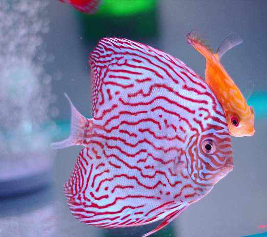 Как часто нужно кормить рыбок в аквариуме